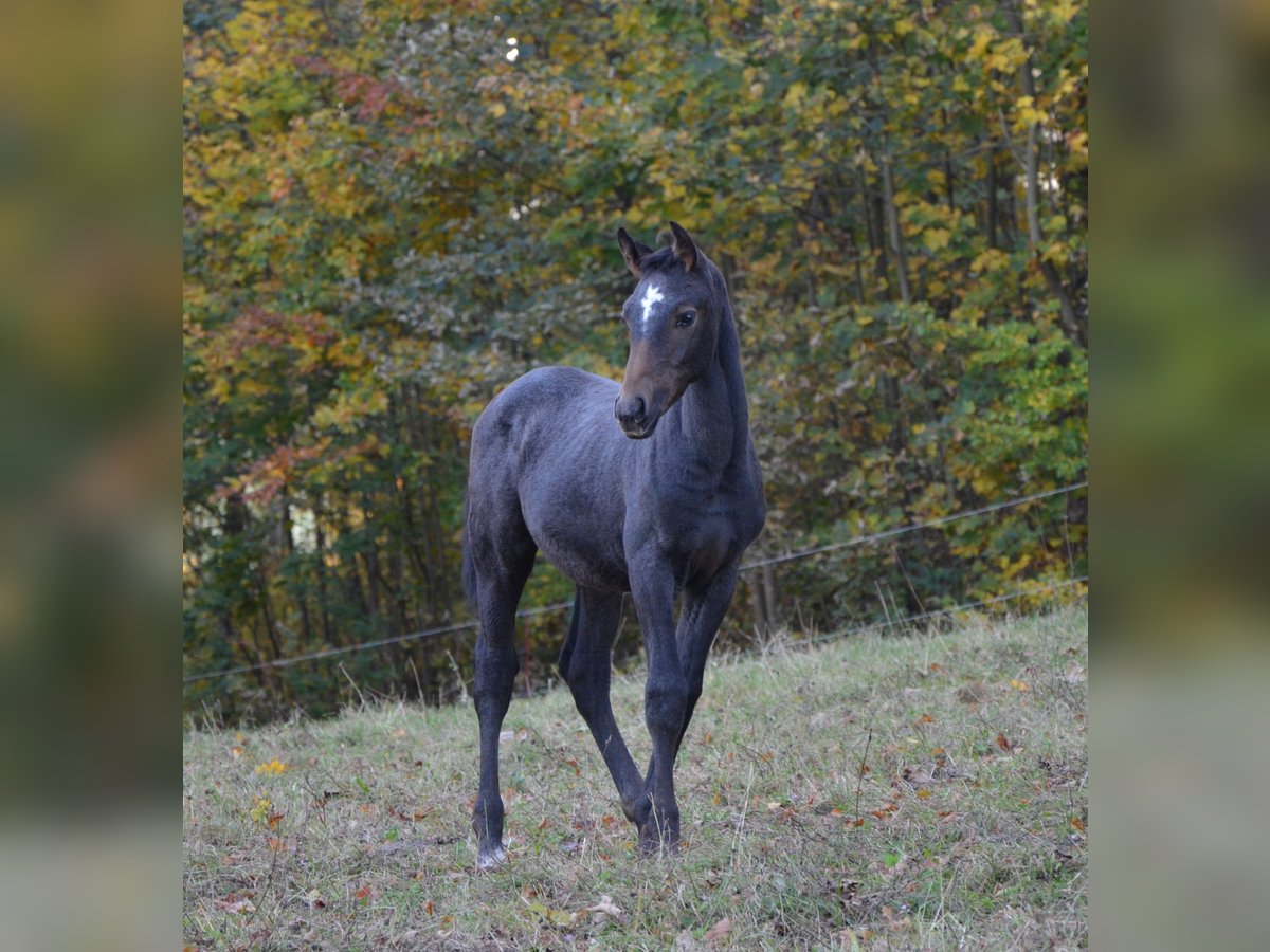 Trakehner Étalon 1 Année Gris in Grünhainichen