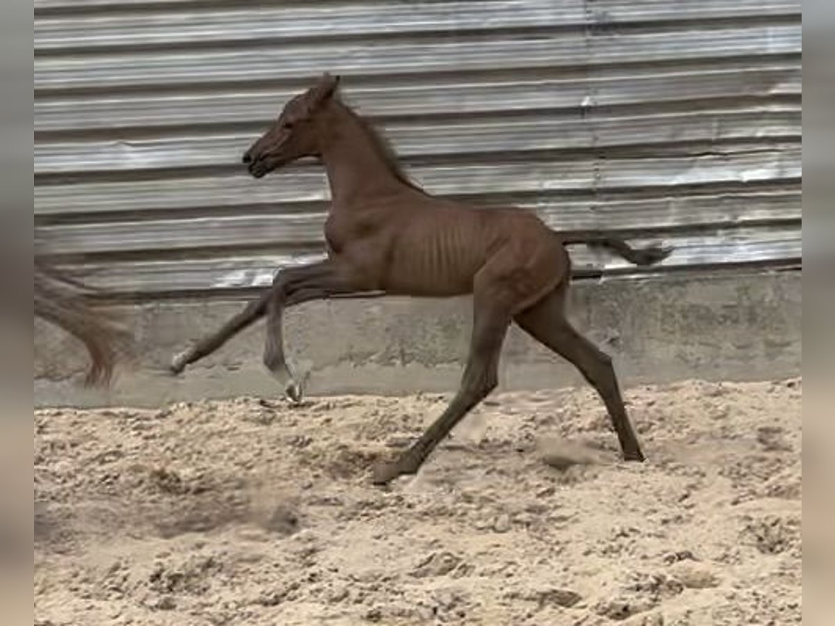 Trakehner Étalon 1 Année Peut devenir gris in Wehringen