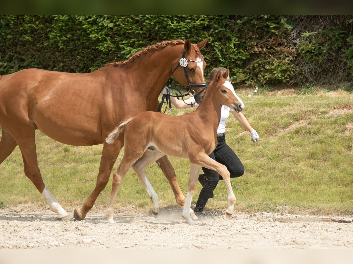 Trakehner Étalon 2 Ans 168 cm Alezan in Uslar