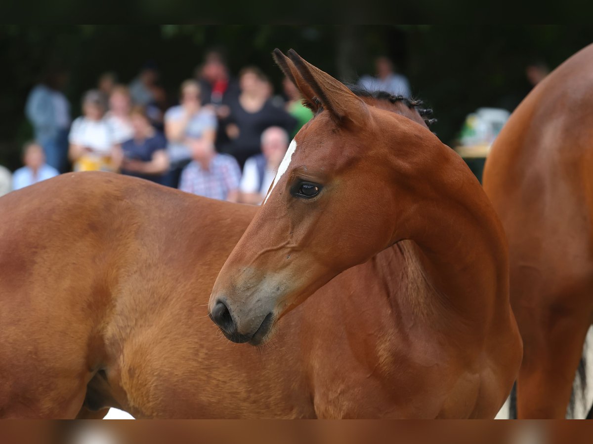 Trakehner Étalon 2 Ans 168 cm Bai clair in Petershagen