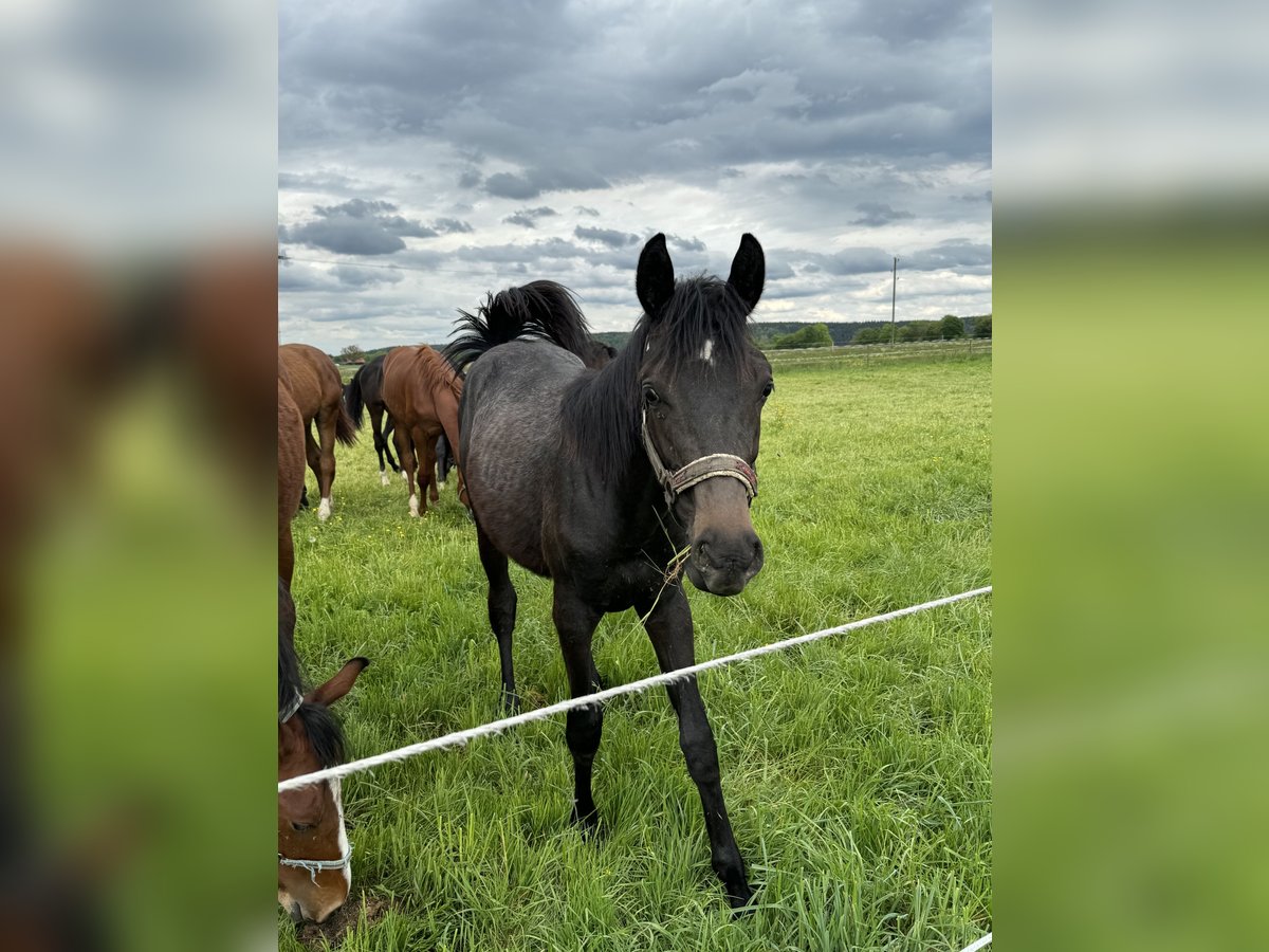 Trakehner Étalon 2 Ans 168 cm Peut devenir gris in Denklingen