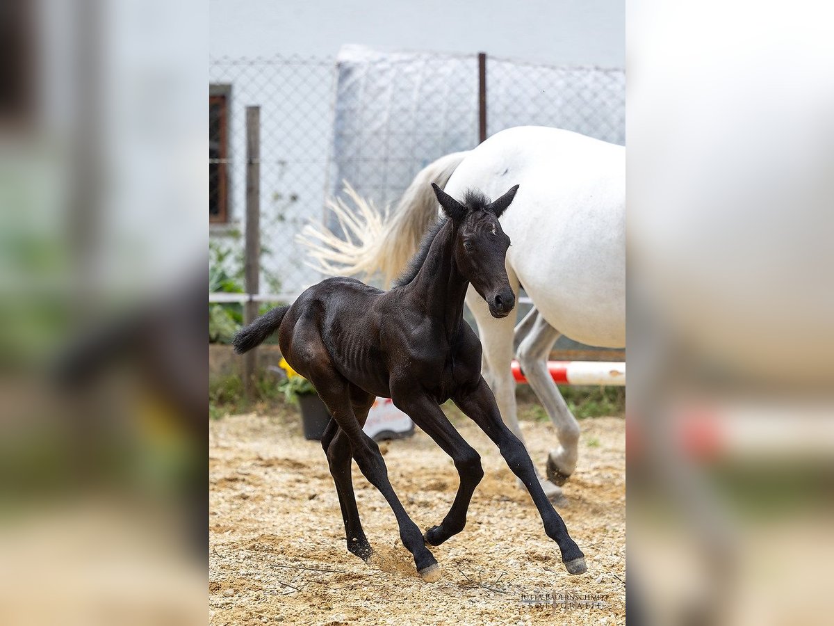 Trakehner Étalon 2 Ans 168 cm Peut devenir gris in Denklingen