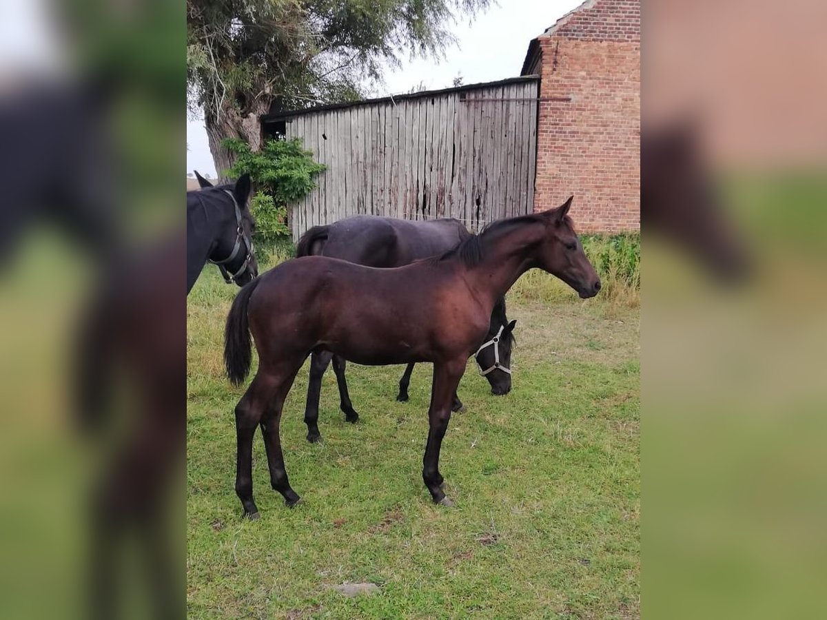 Trakehner Étalon 2 Ans 169 cm Bai brun foncé in Zerbst