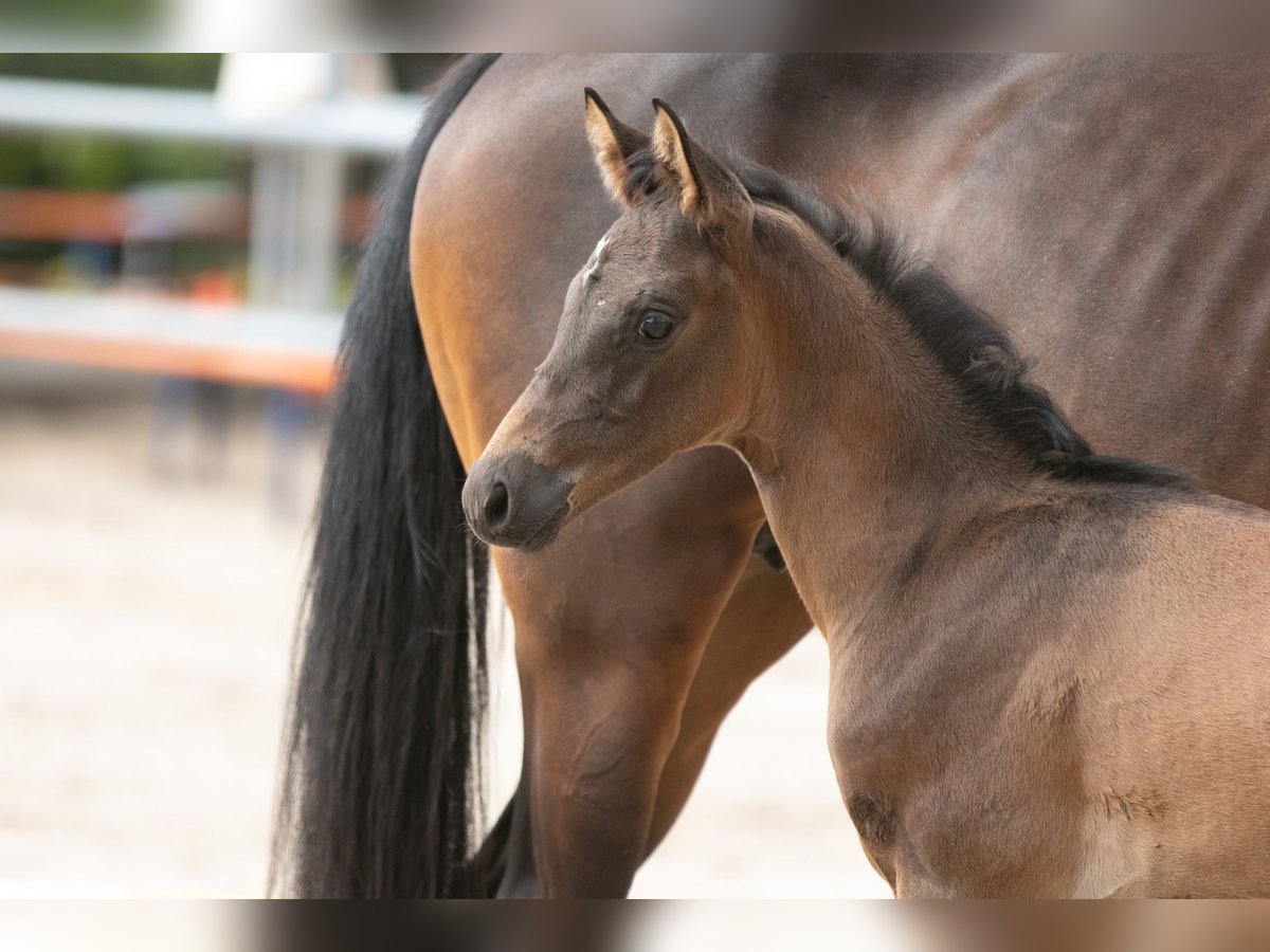 Trakehner Étalon 2 Ans 170 cm Bai in Mittenaar