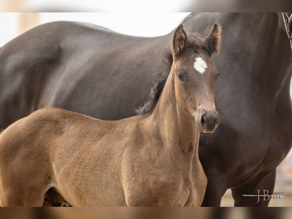 Trakehner Étalon 2 Ans 170 cm Noir in Dautphetal