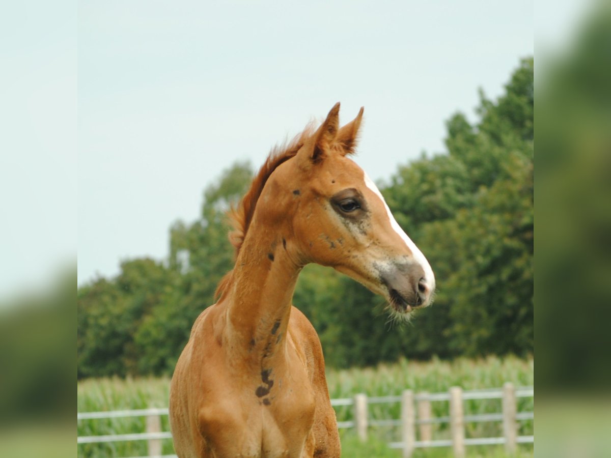 Trakehner Étalon 2 Ans Alezan brûlé in Crivitz