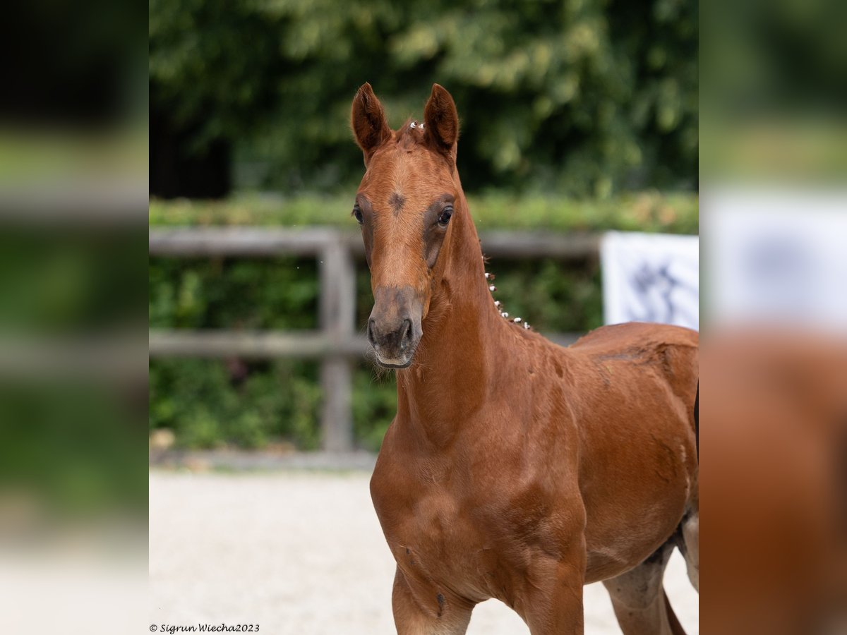 Trakehner Étalon 2 Ans Alezan brûlé in Zeischa