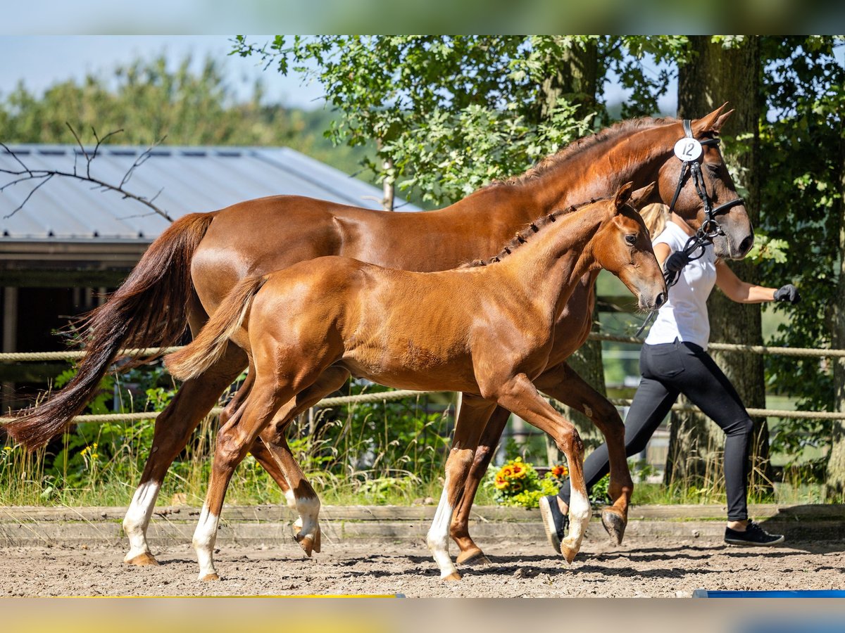 Trakehner Étalon 2 Ans Alezan brûlé in Much