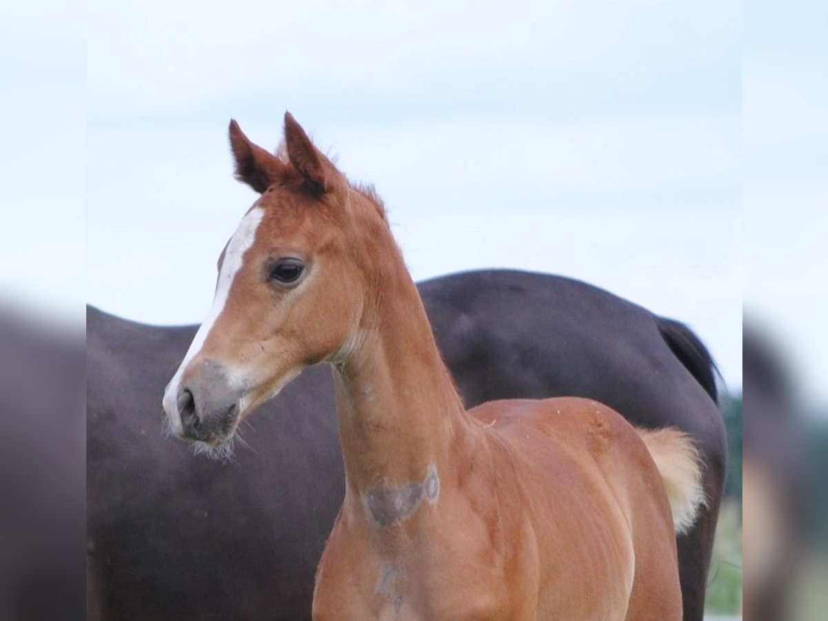 Trakehner Étalon 2 Ans Alezan in Crivitz