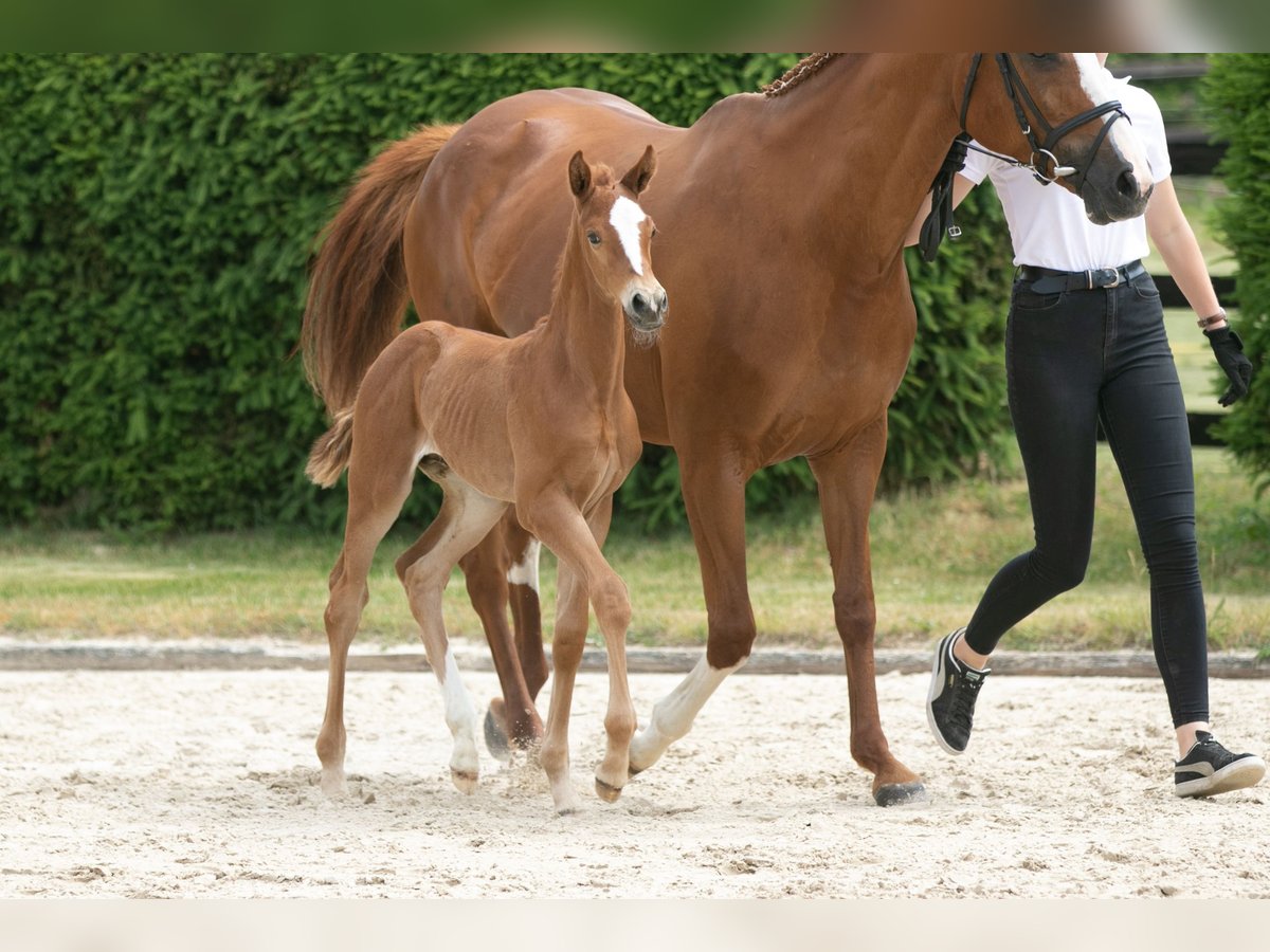 Trakehner Étalon 2 Ans Alezan in Fröttstädt