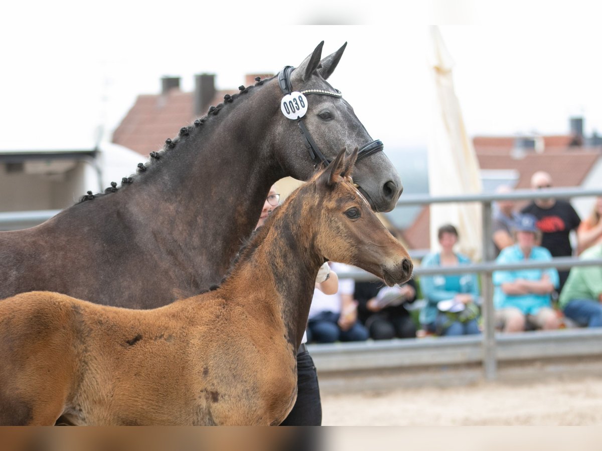 Trakehner Étalon 2 Ans Bai brun in Niederneisen