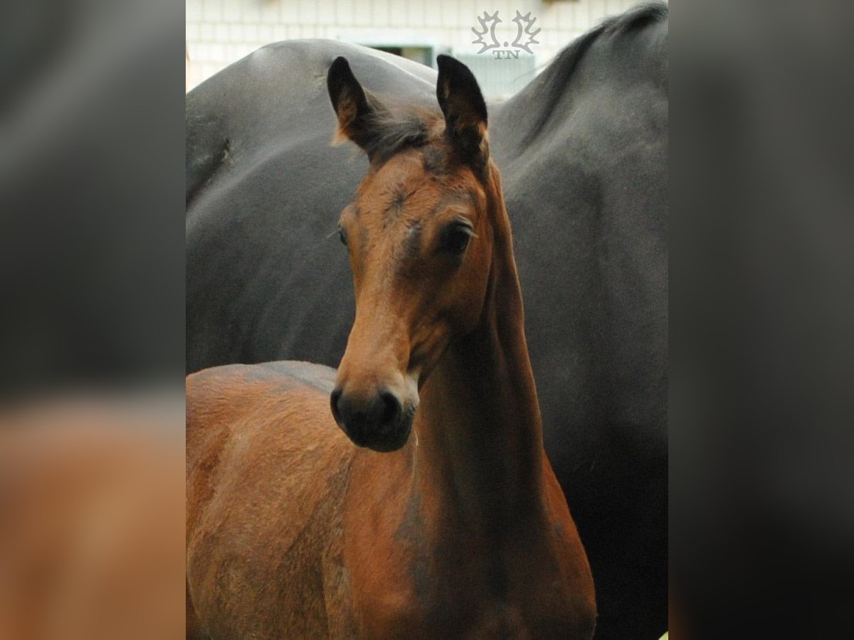 Trakehner Étalon 2 Ans Bai brun in Crivitz