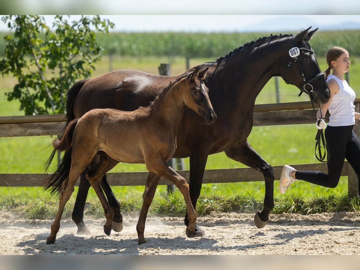 Trakehner Étalon 2 Ans Bai brun in Wackersberg