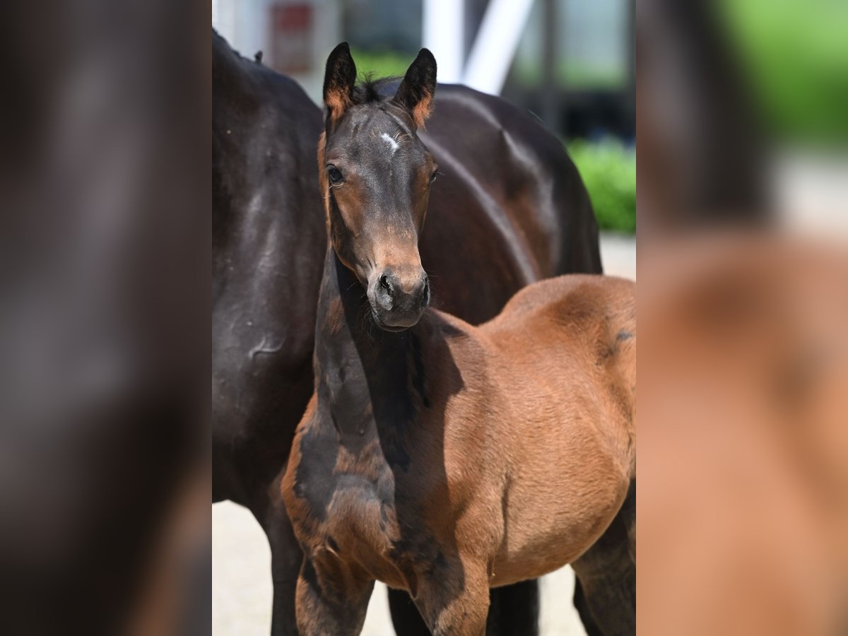 Trakehner Étalon 2 Ans Bai brun foncé in Rietberg