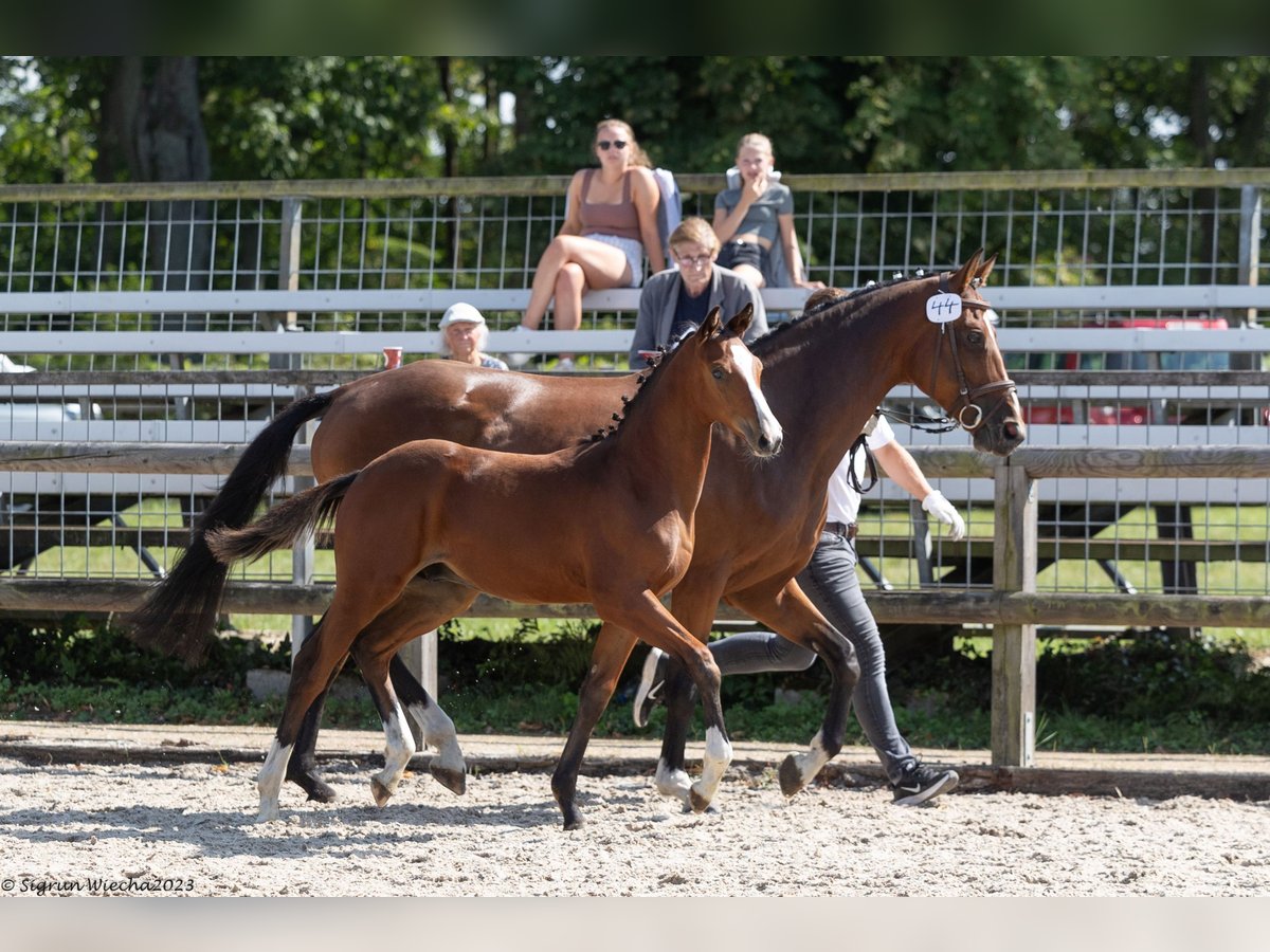 Trakehner Étalon 2 Ans Bai in Belzig