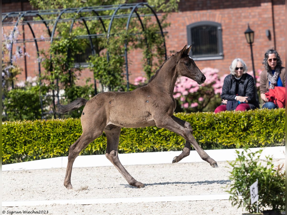 Trakehner Étalon 2 Ans Noir in Ganderkesee