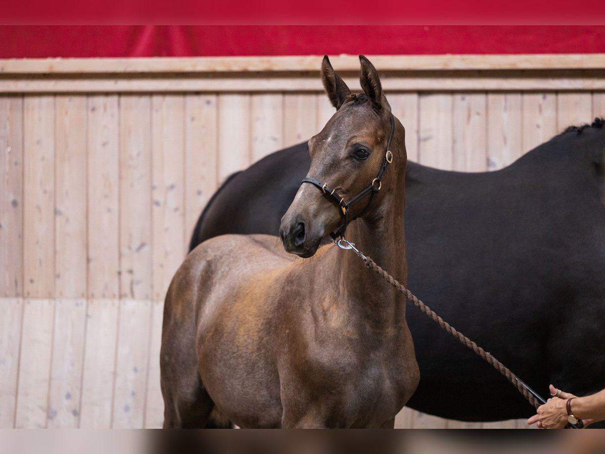 Trakehner Étalon 2 Ans Peut devenir gris in Graested