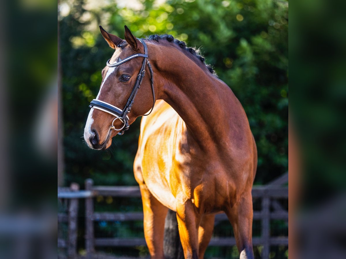 Trakehner Étalon 3 Ans 167 cm Bai in Bilthoven