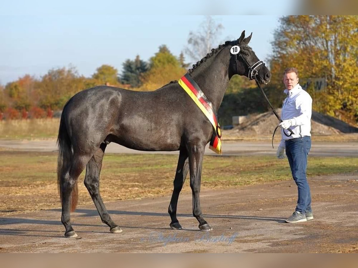 Trakehner Étalon 8 Ans 170 cm Gris noir in Feldbach