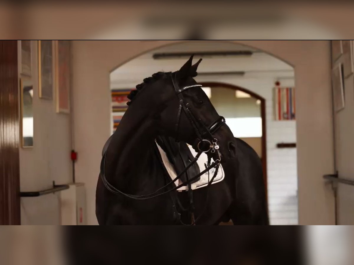 Trakehner Étalon 9 Ans 170 cm Noir in RecklinghausenRecklinghausen