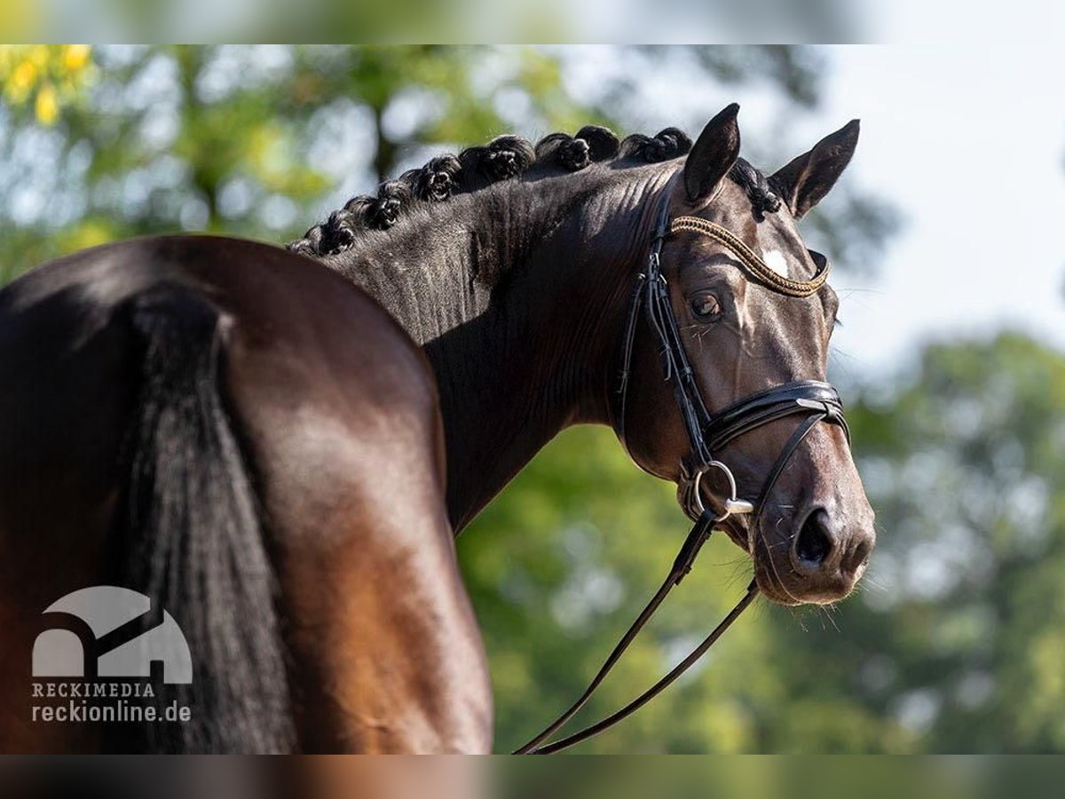 Trakehner Étalon Bai brun in Coesfeld