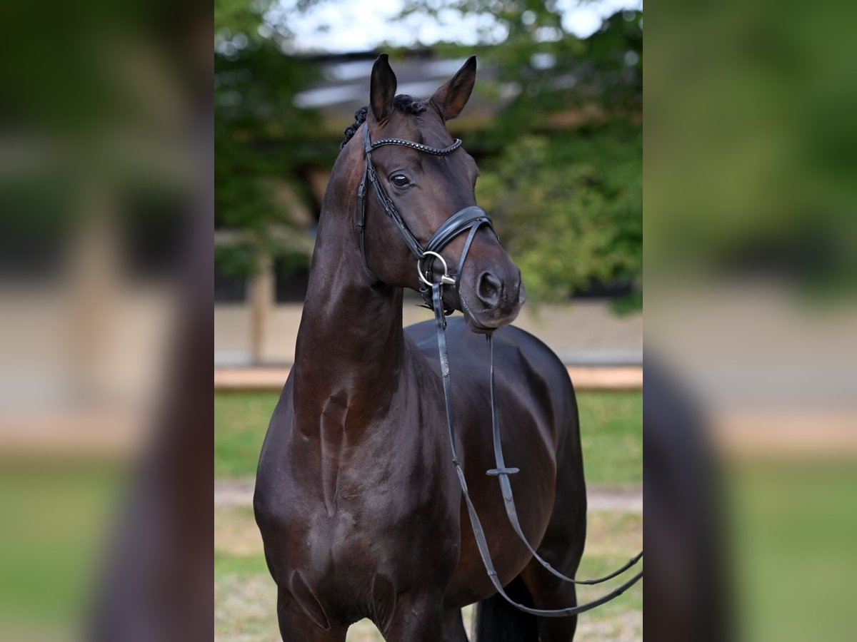 Trakehner Étalon Bai brun in Pfarrkirchen