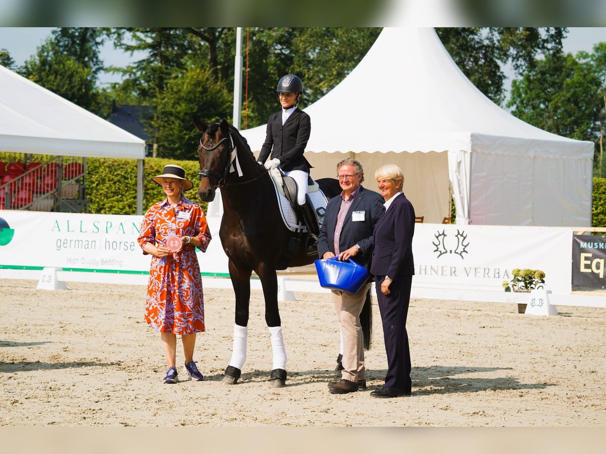 Trakehner Étalon Bai in Coesfeld