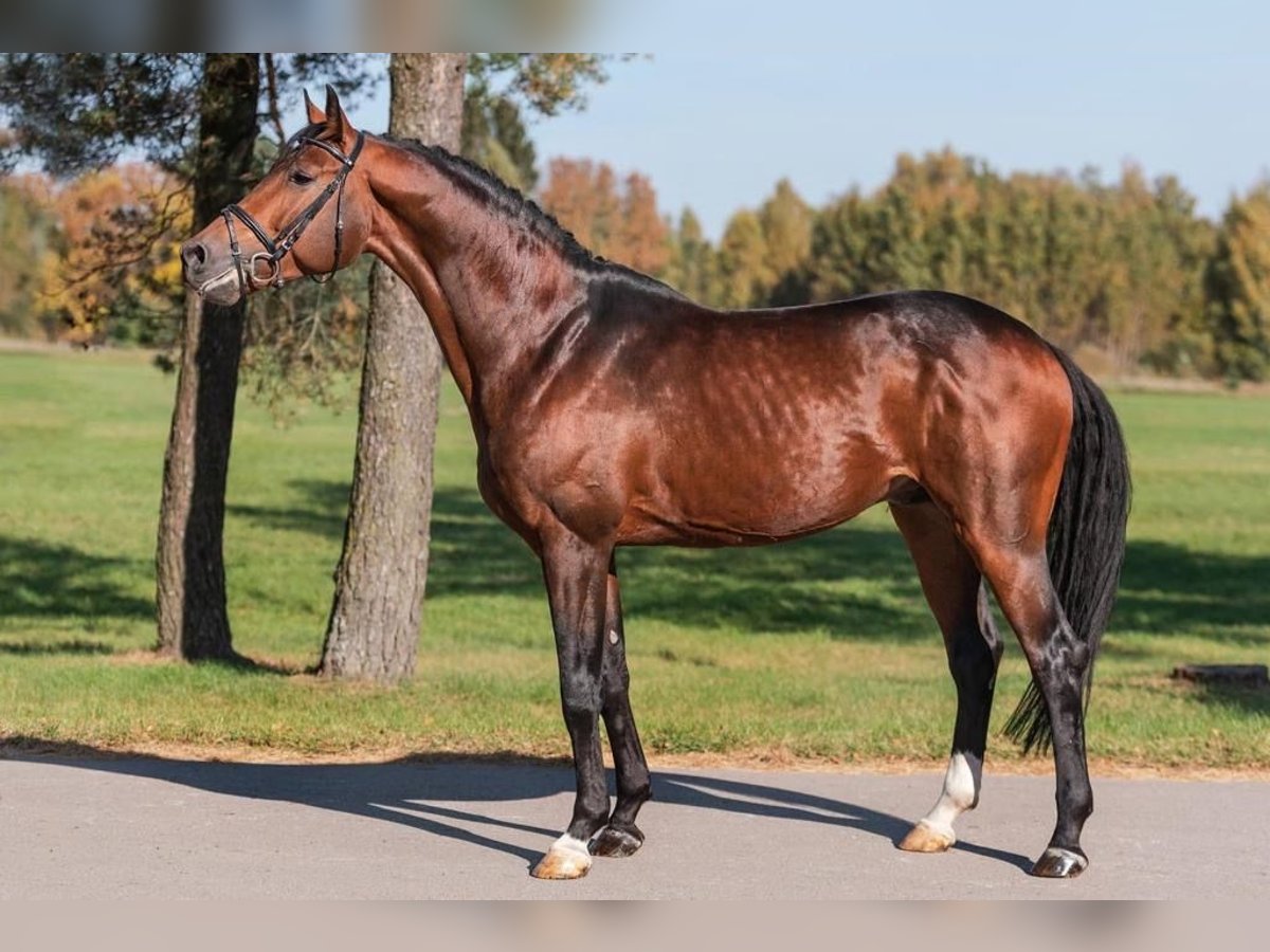 Trakehner Étalon Bai in Nümbrecht