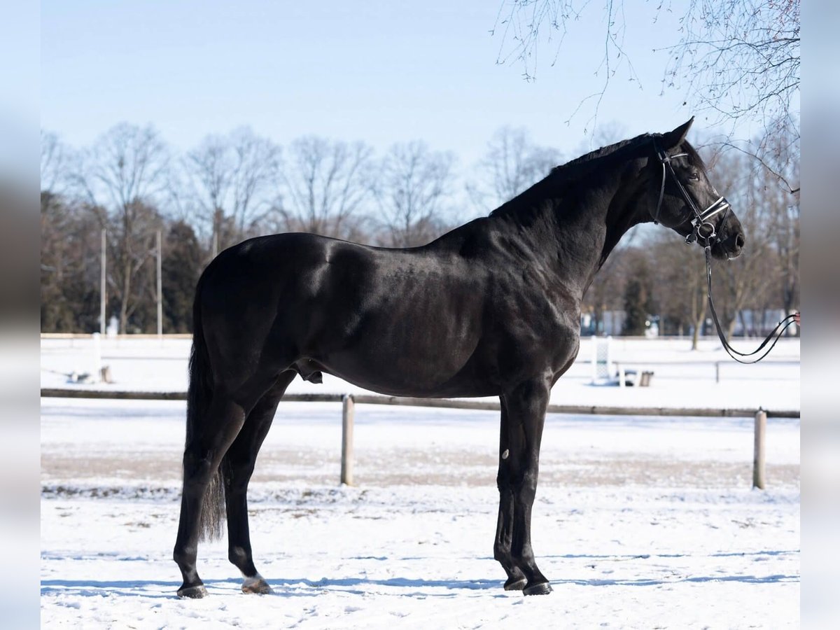 Trakehner Étalon Noir in Pfarrkirchen