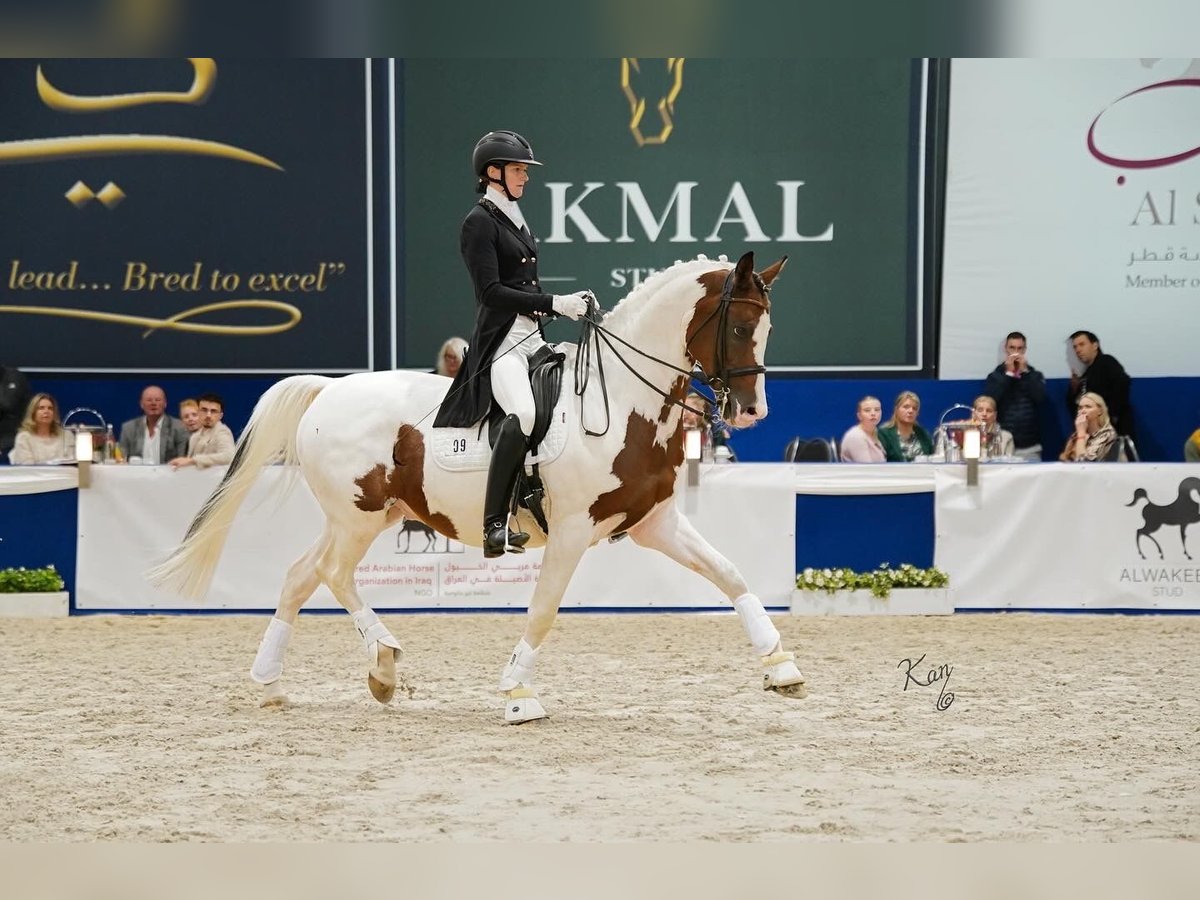 Trakehner Étalon Pinto in Bad Oldesloe