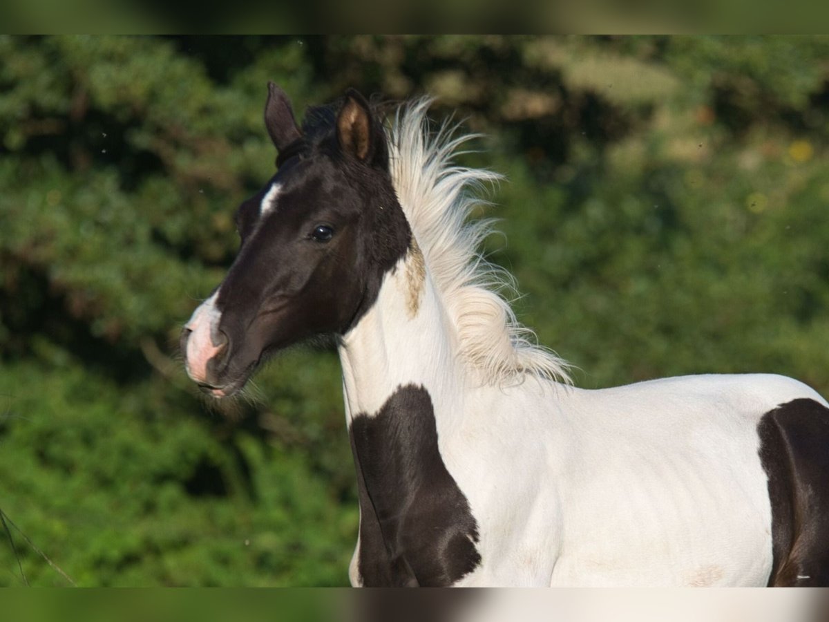 Trakehner Étalon Poulain (03/2025) 160 cm Pinto in Fleischwangen