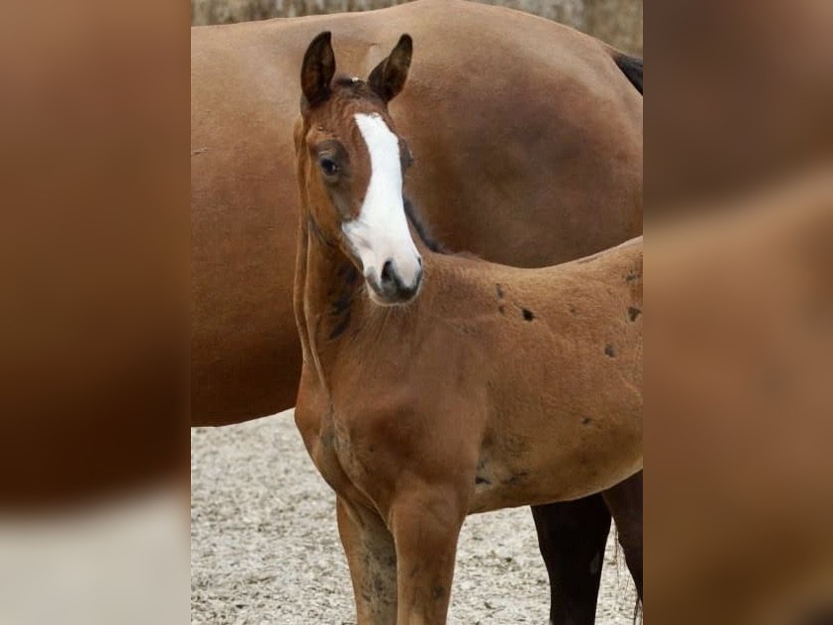 Trakehner Étalon Poulain (06/2024) 166 cm Bai in Günzburg