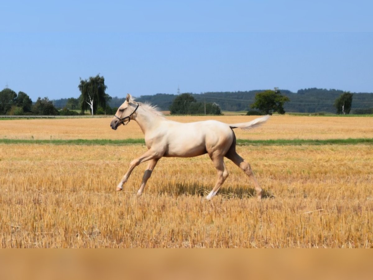 Trakehner Étalon Poulain (05/2024) 170 cm Palomino in Twistetal