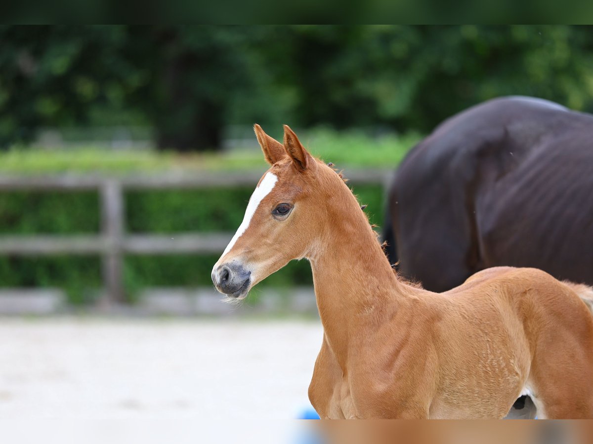 Trakehner Étalon Poulain (01/2024) Alezan in Weißenberg