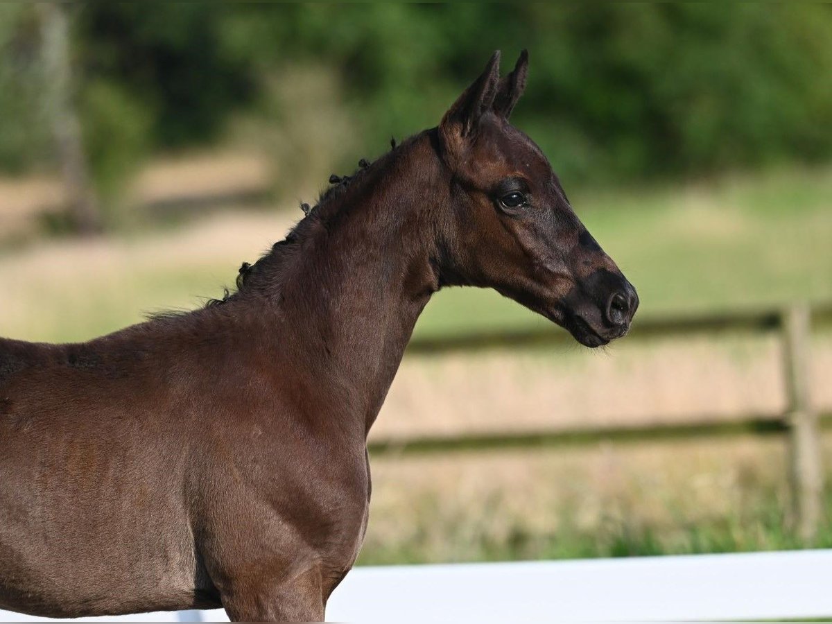 Trakehner Étalon Poulain (05/2024) Bai brun in Nottuln