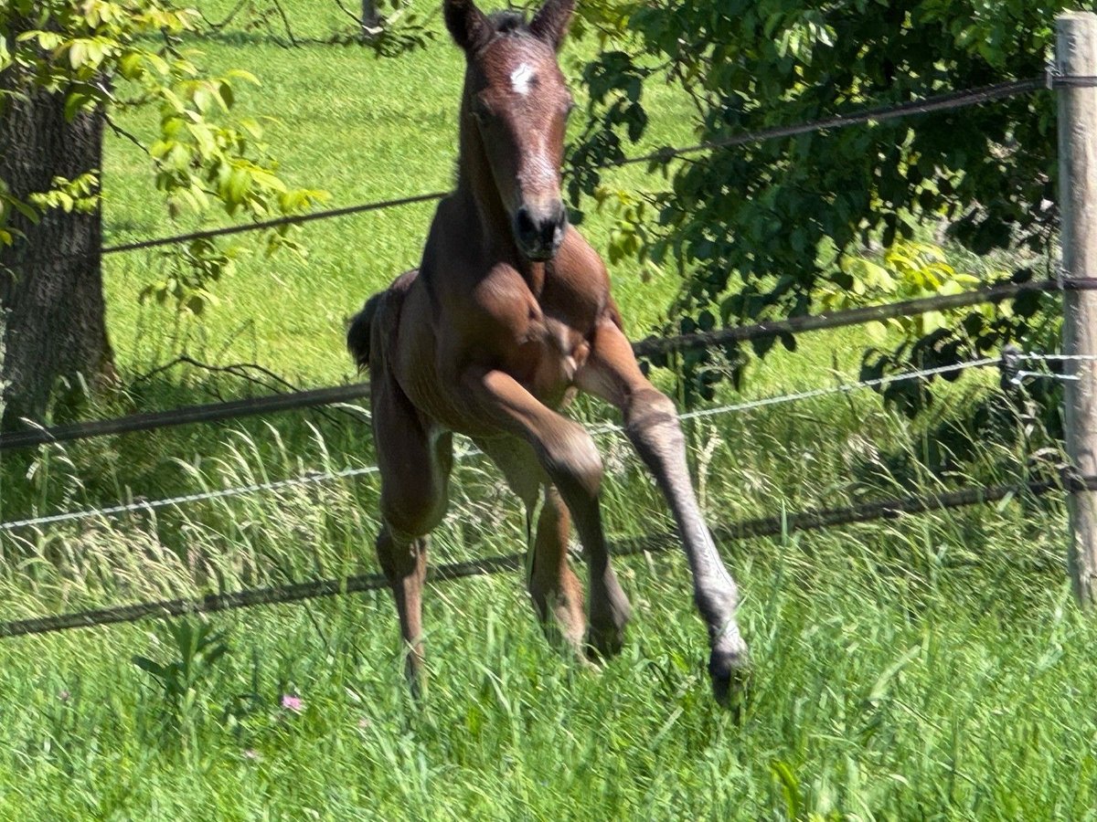 Trakehner Étalon Poulain (05/2025) Bai brun foncé in Auslikon