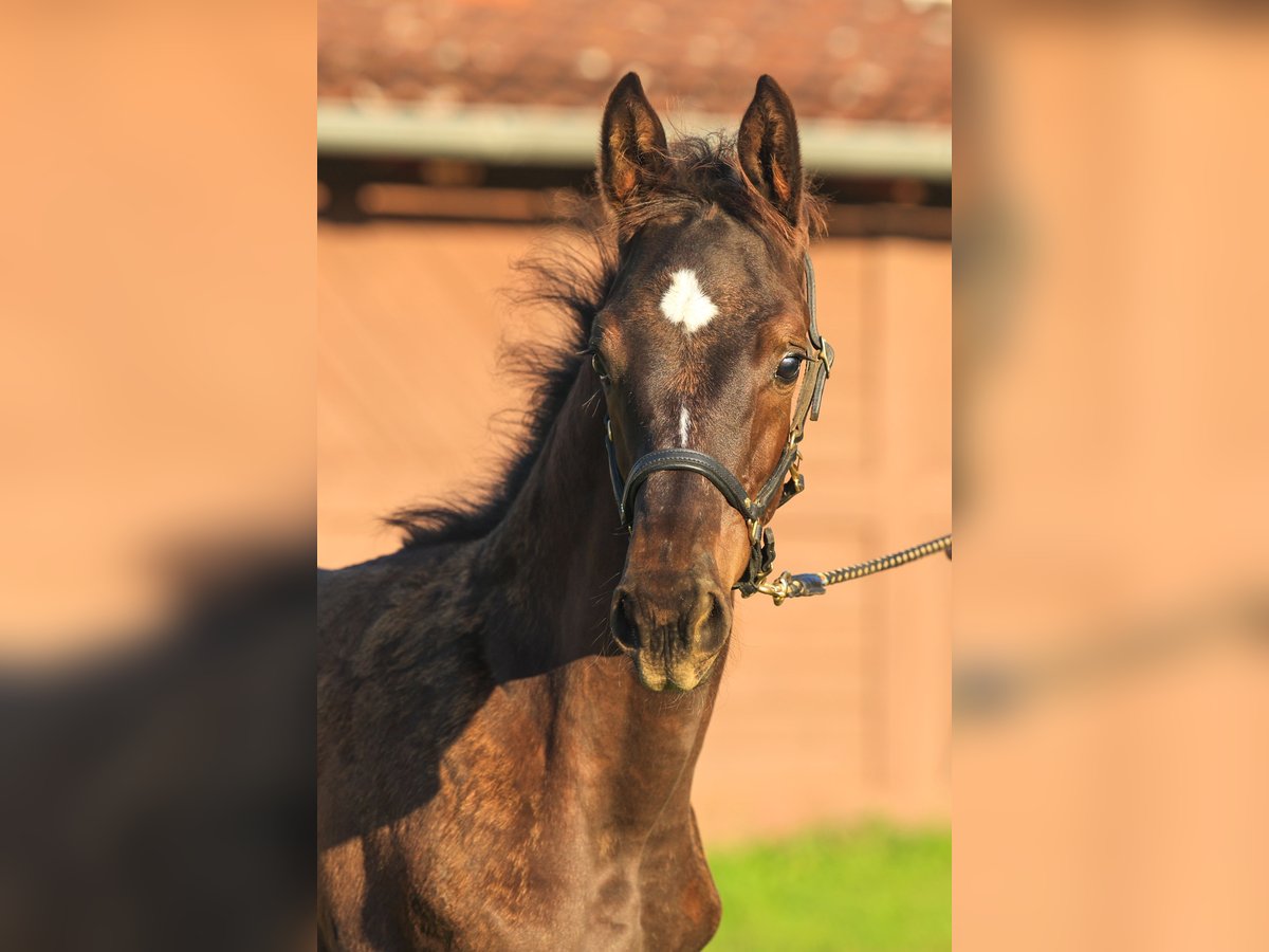 Trakehner Étalon Poulain (01/2024) Bai brun foncé in Uslar