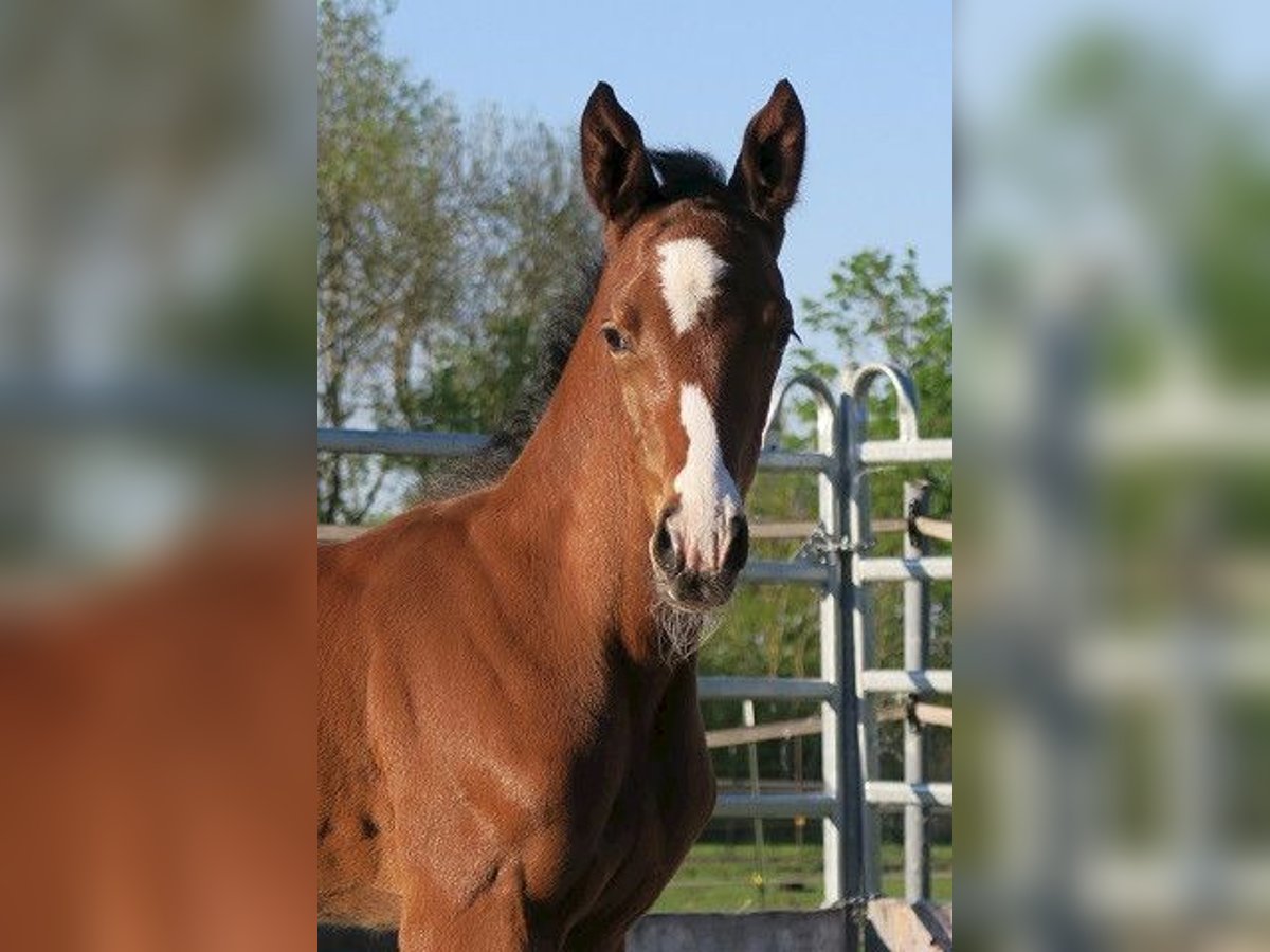 Trakehner Étalon Poulain (04/2025) Bai in G&#xFC;nzburg