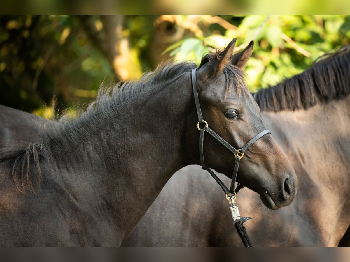 Trakehner Étalon Poulain (03/2024) Bai in Nottuln