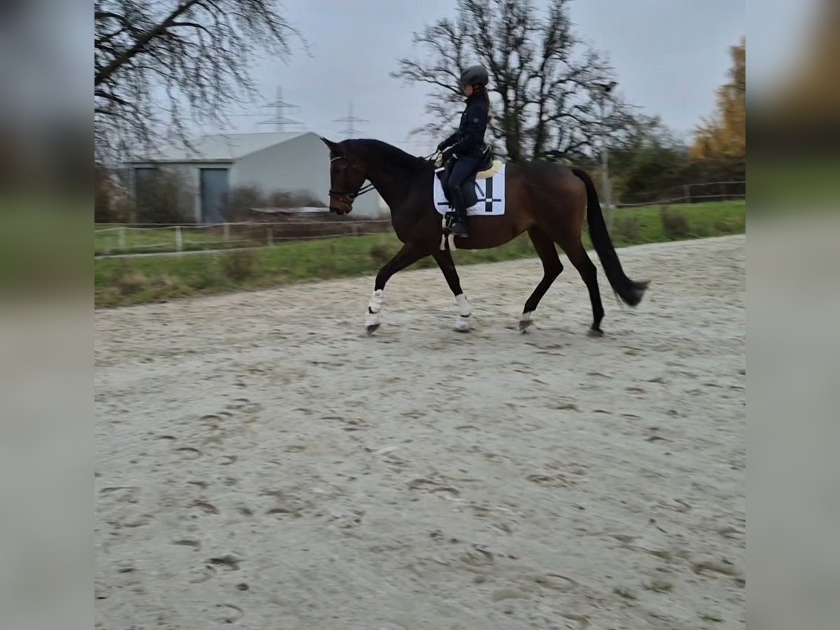 Trakehner Gelding 10 years 17,1 hh Brown in Bruchsal