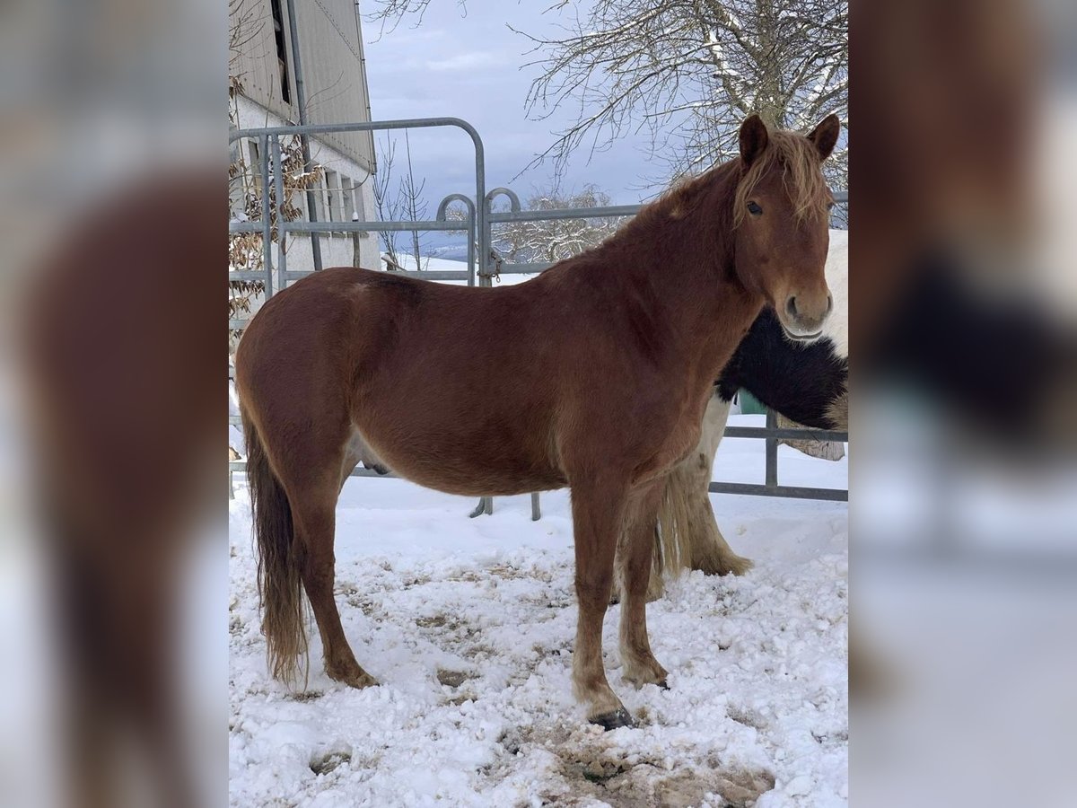 Trakehner Mix Gelding 11 years 12,1 hh Chestnut-Red in G&#xF6;ppingen