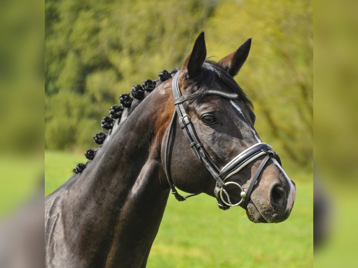 Trakehner Gelding 11 years 16,1 hh Brown in Wartenberg