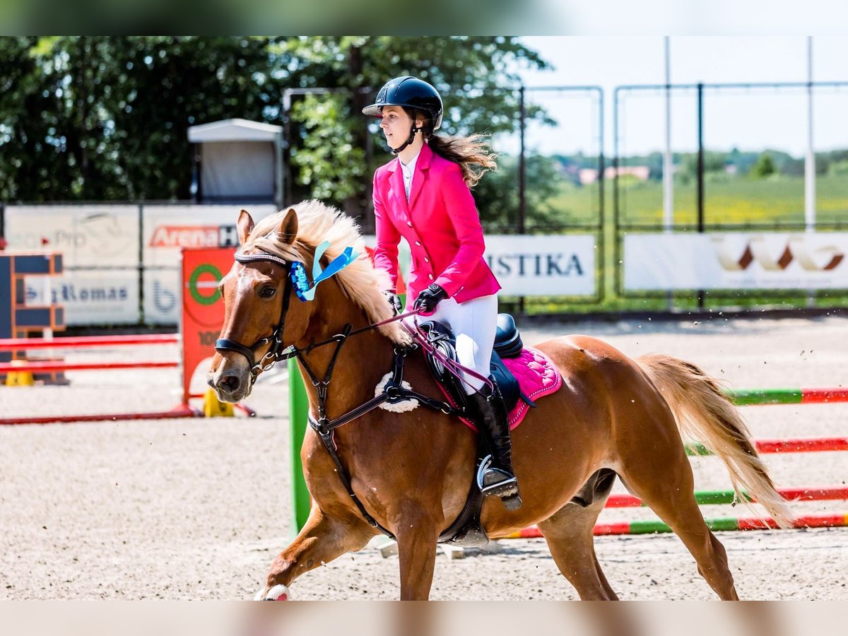 Trakehner Mix Gelding 11 years 16,1 hh Chestnut in Grobina