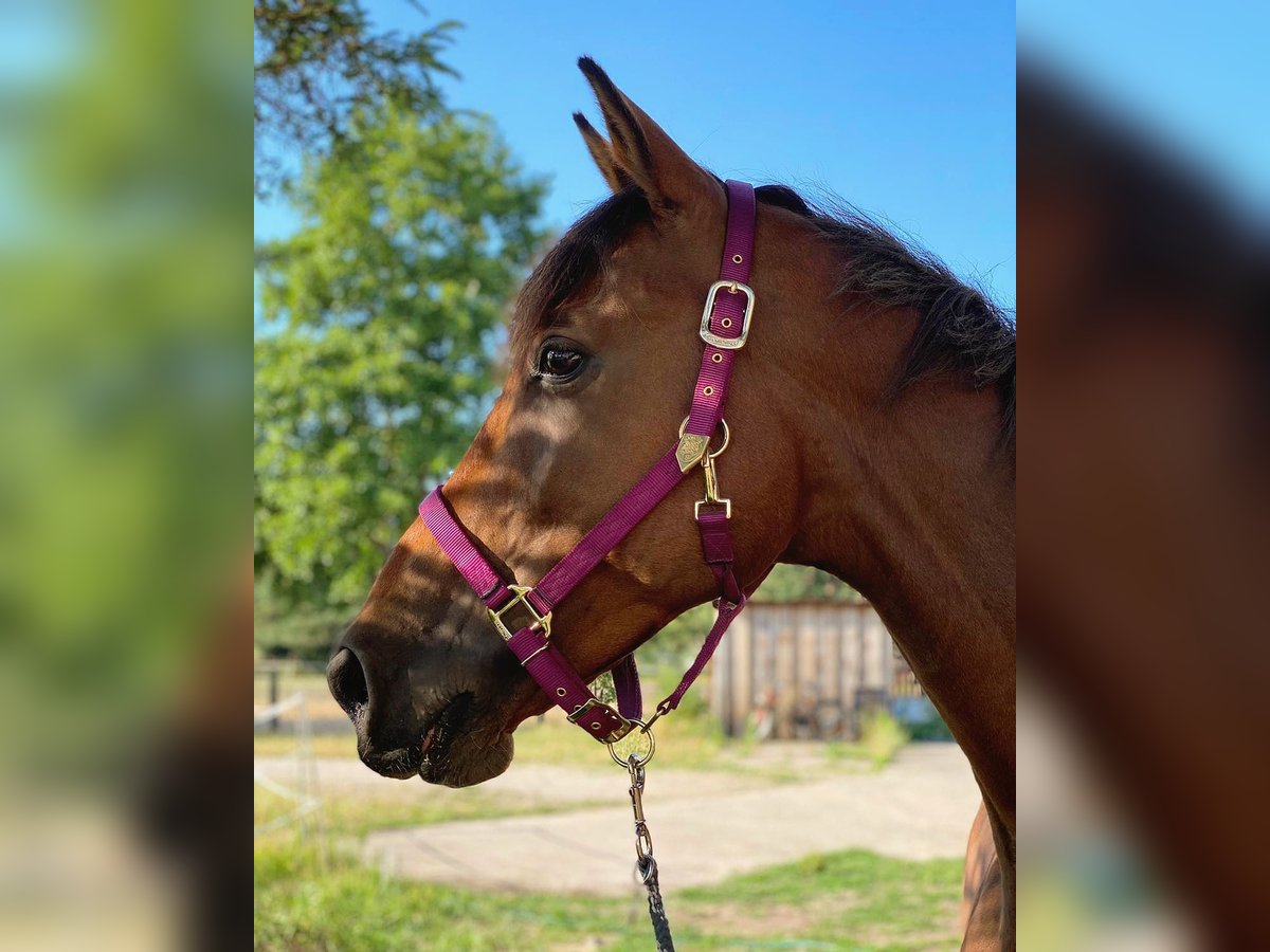 Trakehner Gelding 13 years 16,2 hh Brown in Z&#xFC;low