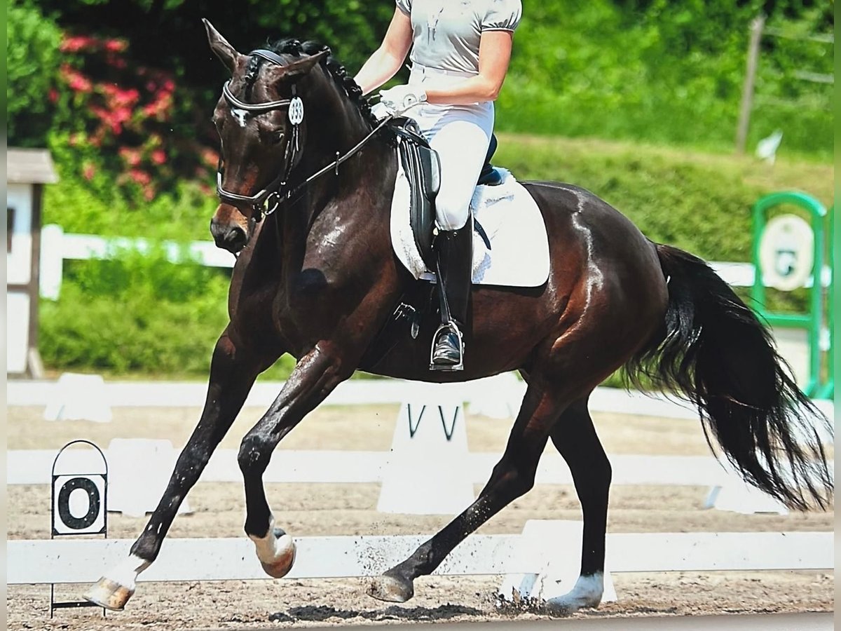 Trakehner Gelding 14 years 16,2 hh Bay-Dark in Weinheim