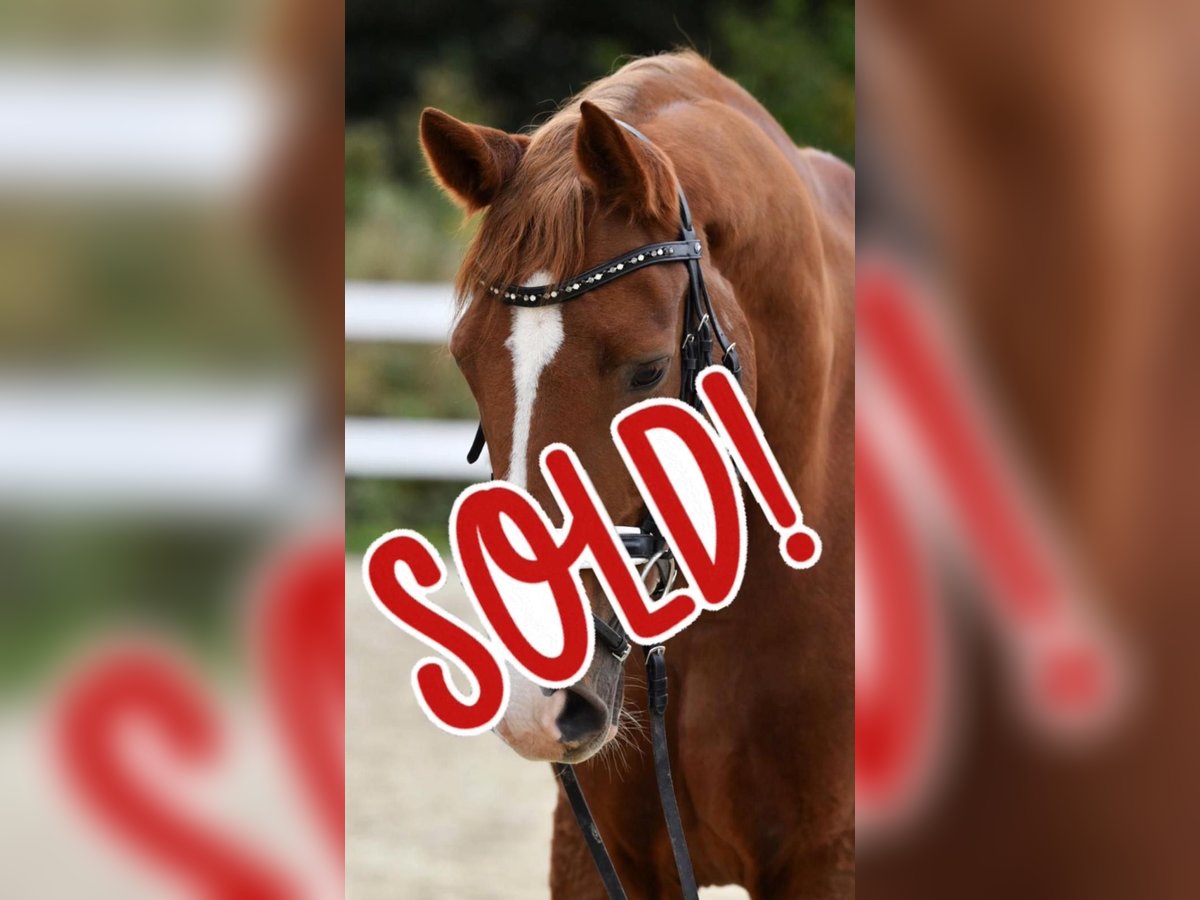 Trakehner Gelding 15 years 16,2 hh Chestnut in Brechen