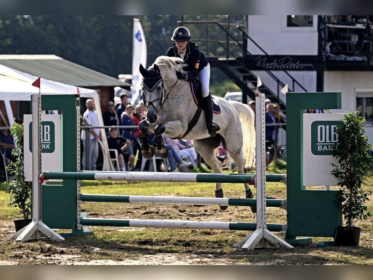 Trakehner Gelding 15 years 16,3 hh Gray-Fleabitten in RödinghausenRödinghausen