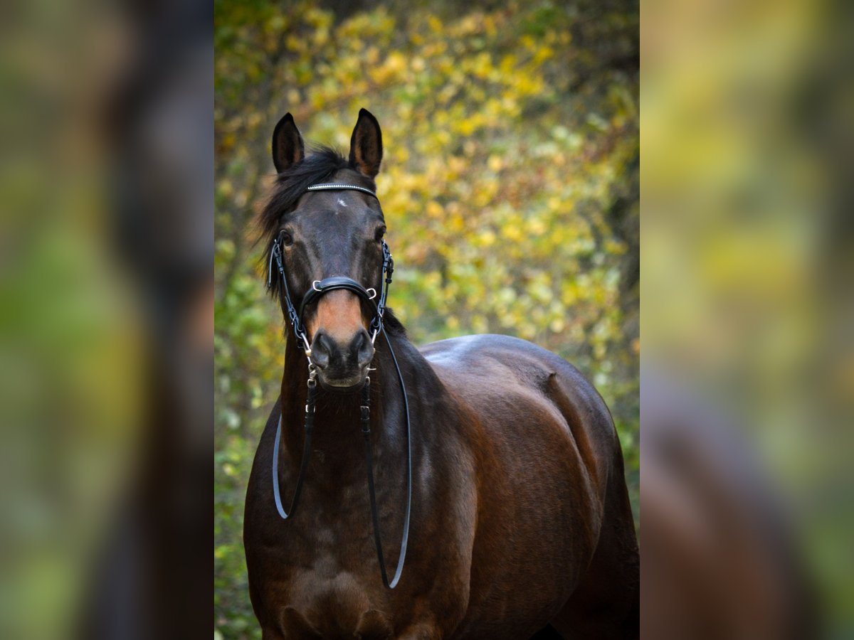 Trakehner Gelding 15 years 16,1 hh Brown in Coesfeld-Lette