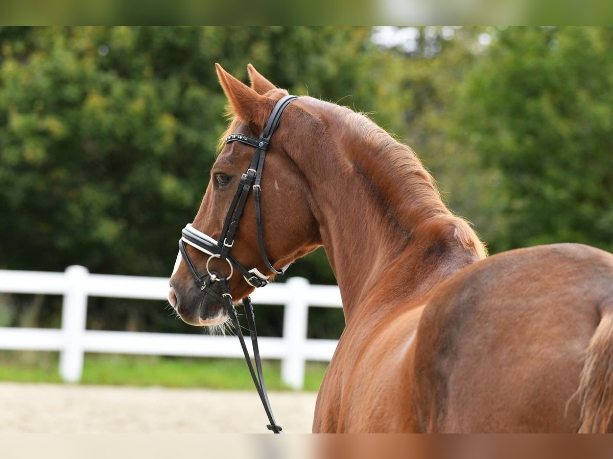 Trakehner Gelding 15 years 16,2 hh Chestnut in Brechen