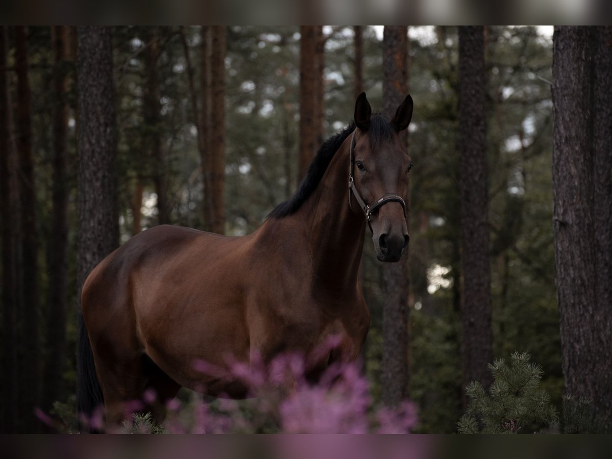 Trakehner Gelding 15 years 17 hh Brown in Neuendettelsau